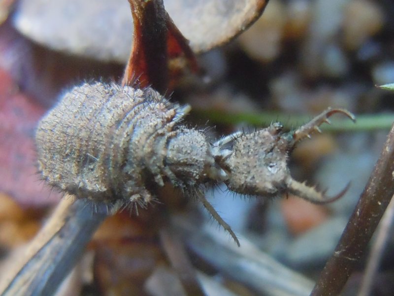 larva di Myrmeleontidae...